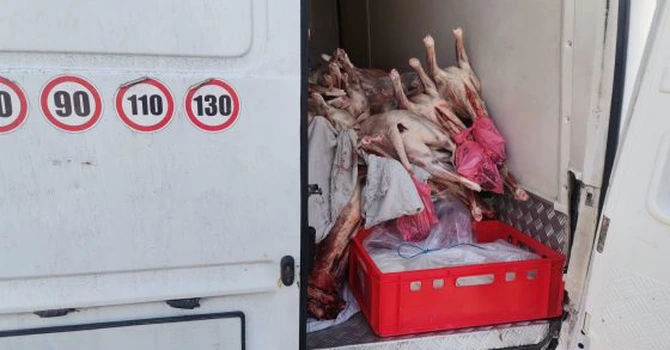 Prețul cărnii de miel a crescut de 3,4 ori față de anul trecut la poarta fermei. A sărit de 1.000 de euro carcasa de 100 de kilograme