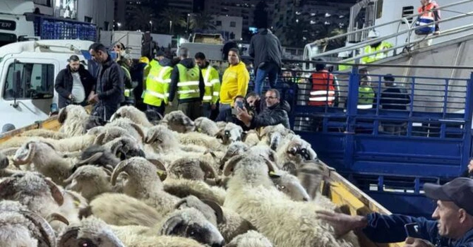 Algerienii vor sărbători Ahl El Aid cu carne de oaie exclusiv românească. Azi am livrat peste 30.000 de oi în statul arab
