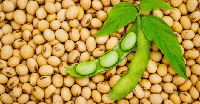 Decizie istorică – Verde pentru soia modificată genetic, în UE