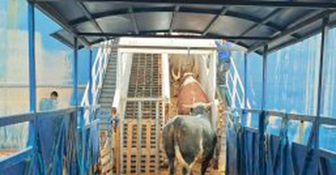 ANSVSA: Un transport cu 40.600 de ovine și 1.460 de tauri a pornit astăzi din Constanța cu destinația Algeria