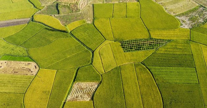 India așteaptă un record la producțiile de grău şi orez