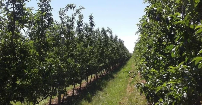 Ministerul Agriculturii a acordat ajutoare de stat pentru 1.868 de pomicultori păgubiți de înghețul târziu de primăvară