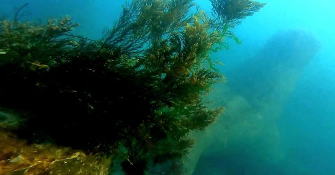 Atacuri aeriene ruse provoacă poluare cu ulei vegetal în Marea Neagră, acuză Ucraina