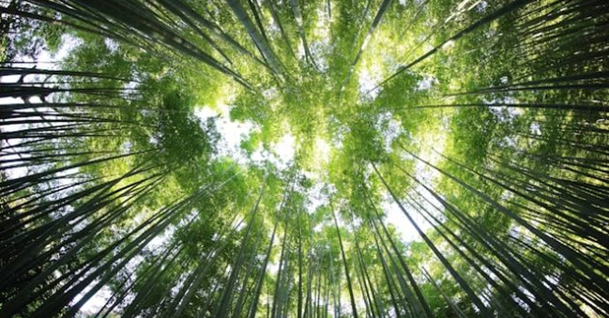 Planul Romsilva pentru primăvara 2026 – Ce au anunţat