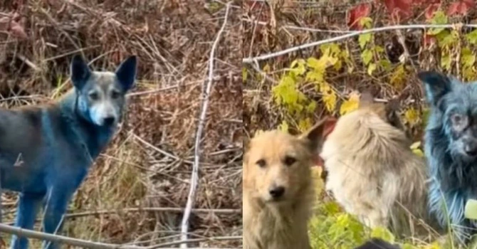 Misterul câinilor albaştri de la Cernobîl, lămurit de un oficial ucrainian