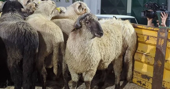 Vizită de lucru a unei delegații a ANSVSA în Algeria, unde a purtat discuții despre consolidarea exporturilor de ovine și carne de ovine în această țară