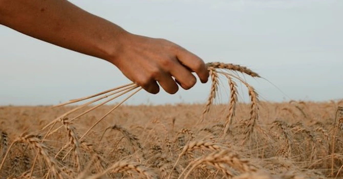Marile fonduri speculative pariază pe preţuri mai mari la grâu
