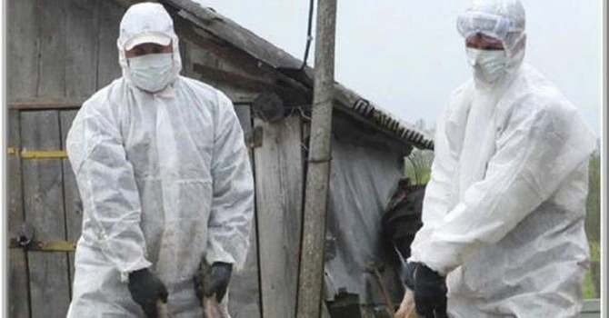 Gripa aviară se reîntoarce în România. Focar cu genotipul înalt patogen la Vaslui