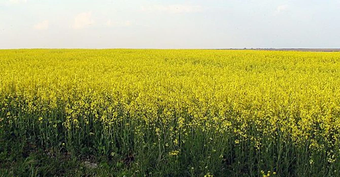 Ucraina va procesa mai multă rapiță și soia, pe fondul scăderii recoltei de semințe de floarea soarelui