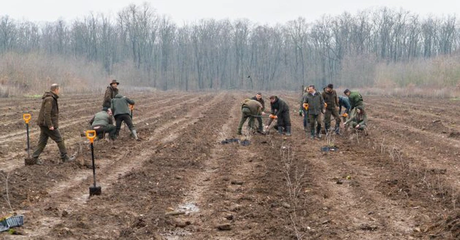 Romsilva va planta 2,8 milioane de puieți forestieri în campania de împăduriri de toamnă