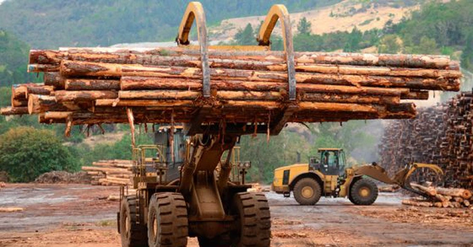 Lemnul românesc – Volumul exploatat a crescut cu 7,5% în 2025 (date INS)