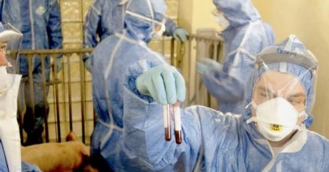 Cât ne-a costat pesta porcină în 2025. Jumătate din bani au ajuns la Comtim, grup controlat de gigantul chinez WH Group