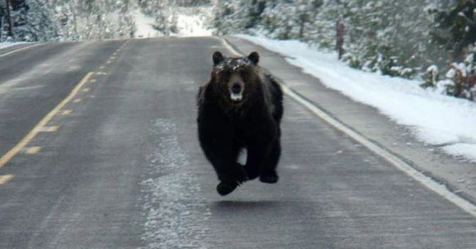 România are cea mai numeroasă populaţie de urşi din Europa, între 10.600 şi 12.700 de exemplare – Oana Buzoianu