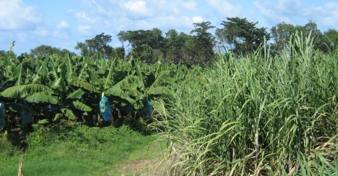 Curtea de Conturi Europeană cere revizuirea sprijinului agricol acordat de UE regiunilor sale ultraperiferice. Cum stă blocul comunitar la producția de banane și trestie de zahăr