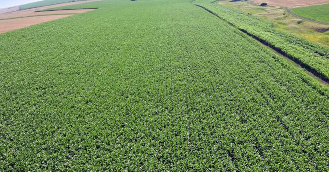 Cât costă un hectar de teren arabil în România şi care e preţul mediu în UE – date oficiale Eurostat