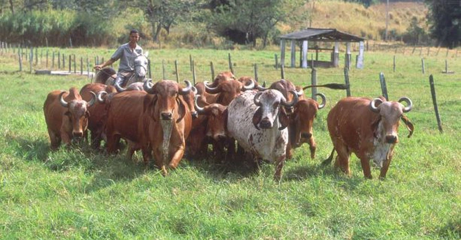 Uniunea Europeană suspendă importurile de carne, ouă şi miere din Brazilia. Sud-americanii nu oferă garanţii suficiente pentru respectarea normelor sanitare, anunţă UE