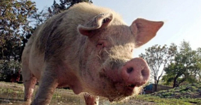 Comtim, cel mai mare producător de carne de porc din România, afectat din nou de pesta porcină. Mii de porci ar putea fi omorâți