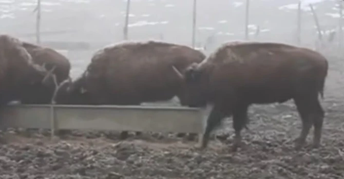 Peste 200 de animale au fost găsite moarte la ferma de bizoni și cerbi din Recea Cristur, județul Cluj. Procurorii au deschis un dosar în rem