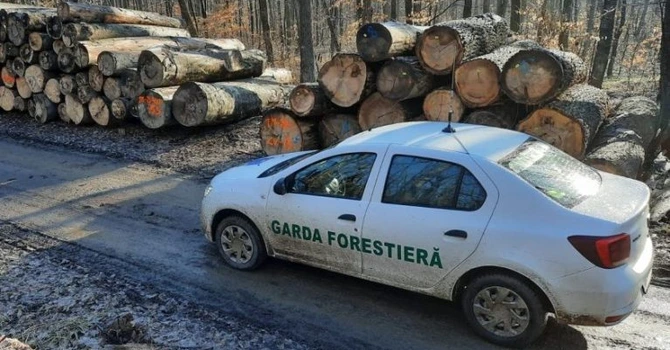 Garda Forestieră a identificat 3.560 metri cubi de material lemnos tăiat ilegal în decembrie 2025