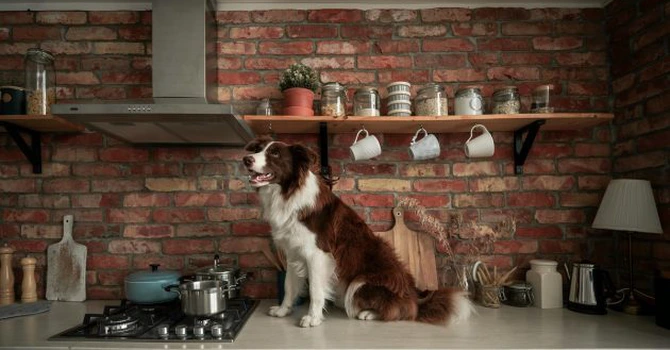 Hota din inox profesională: locuri în care poate fi amplasată și moduri în care poate fi integrată în designul general