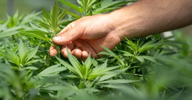 Un mare producător de cânepă închide afacerea din România și pleacă. Olandezii de la HempFlax vând fabrica și 800 de hectare de teren