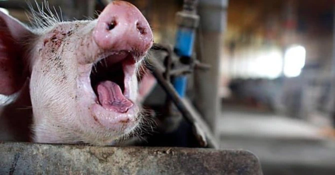 Porcul e de vină pentru cele mai mari pierderi în balanţa comercială a României. Deficit anual de peste 1,2 miliarde de euro, anunţă MADR