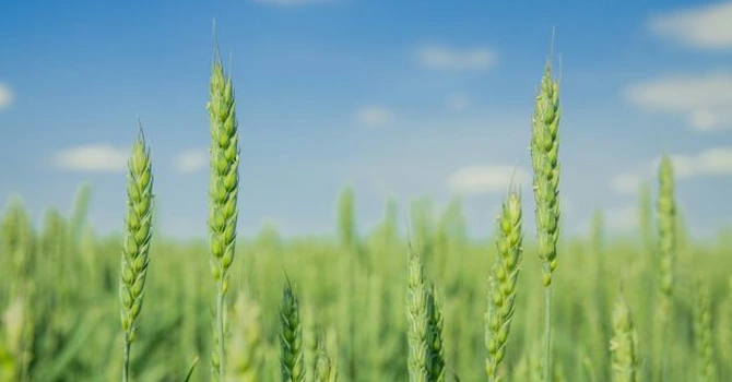 Minus 2 milioane de tone la producția de grâu a acestui an. Cum arată prima prognoză a Comisiei Europene