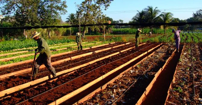 Cuba deschide comercializarea de produse agricole pentru sectorul privat