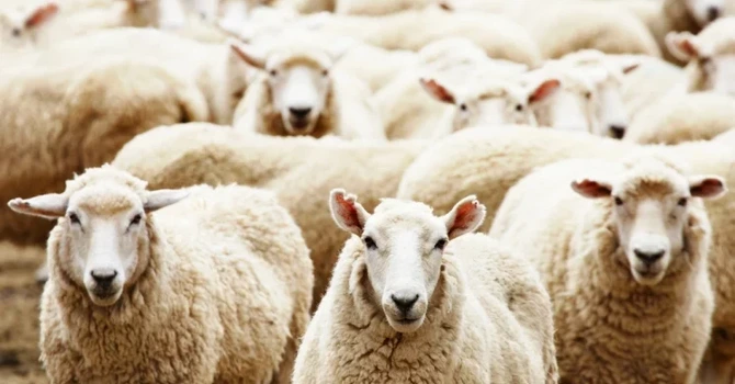 Alertă epidemiologică în România – Focar de variolă la oile dintr-o gospodărie din județul Mureș. Sute de animale vor fi ucise