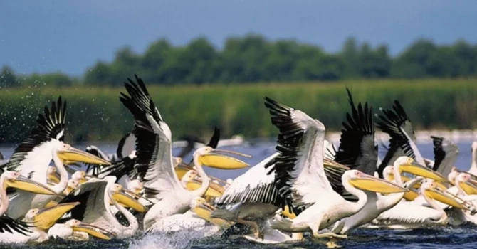 Un proiect european de 28 milioane lei pentru digitalizarea Deltei Dunării a fost blocat, cazul merge la DNA – Diana Buzoianu