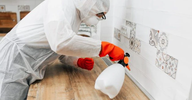 Dezinsecție gândaci – cum te ajută serviciile profesionale să scapi definitiv de gândacii de bucătărie