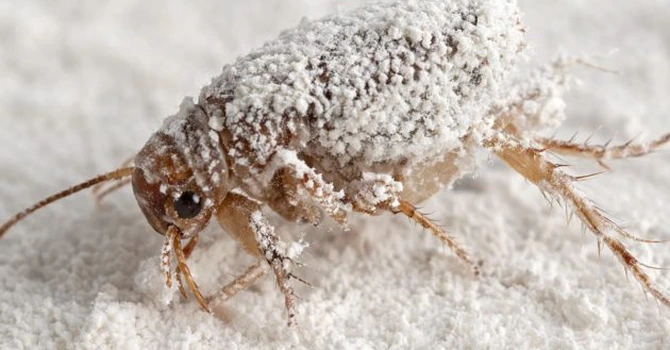 Pământ de diatomee pentru eliminarea puricilor: cum funcționează și cum se aplică corect