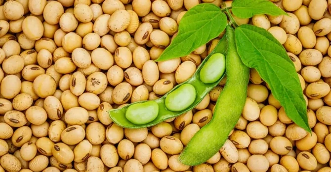 Fermierii români se întorc la soia. Producția ar putea crește cu peste 60%