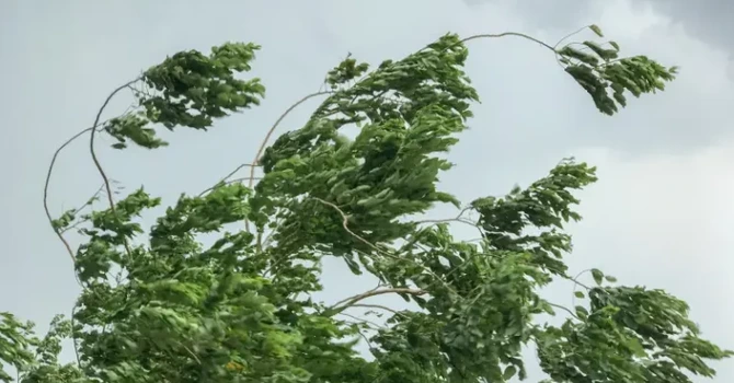 IGSU: Vântul puternic a afectat 56 localităţi din 14 judeţe; copaci doborâţi şi avarii în alimentarea cu energie electrică