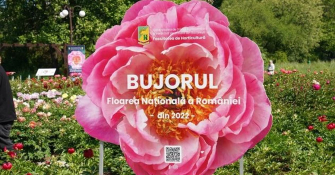 Primul soi de bujor creat în România va purta numele Madrigal