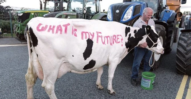 Producătorii de lapte pierd 1 leu la fiecare litru vândut. Holstein RO: „Consumul scade dar păstrăm prețurile foarte mari la raft”