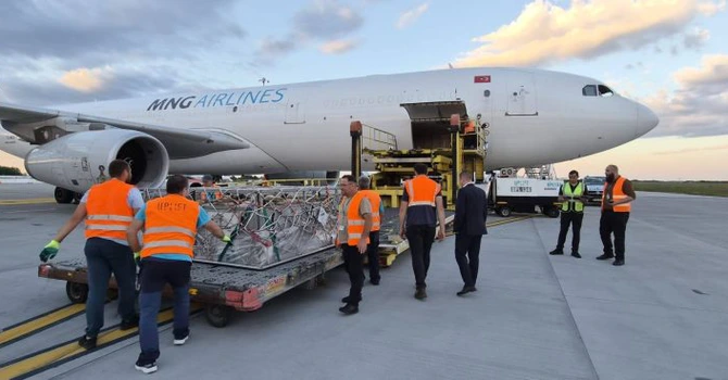 VIDEO – 4.000 de oi româneşti au ajuns cu avionul în Algeria. Anunţ de la ANSVSA despre primul transport aerian cargo cu ovine româneşti