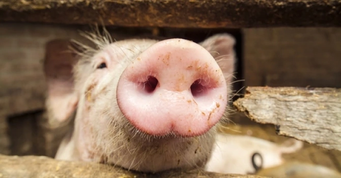 Porcul românesc e la terapie intensivă – Sectorul e în colaps şi are nevoie urgentă de măsuri concrete. Ce spun producătorii