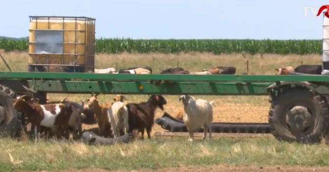 Focar de variola oilor la o fermă din comuna Padina, județul Buzău. Peste 1.800 de animale vor fi sacrificate (VIDEO)