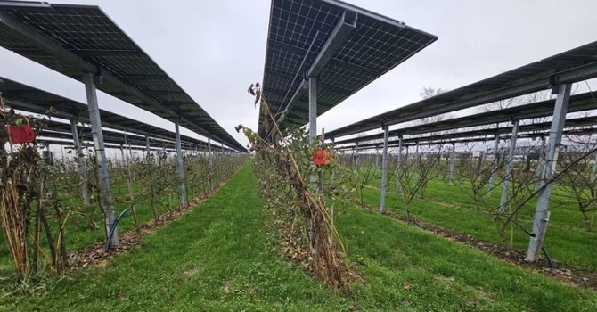 Vaticanul vrea să-și facă propriul parc agrivoltaic