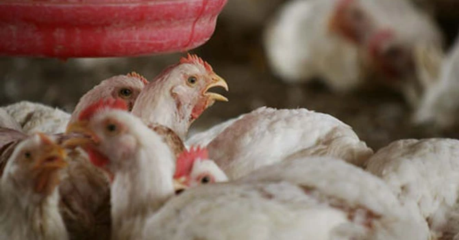 Producţia de carne, lapte şi ouă a crescut în 2025 faţă de 2024 – date INS