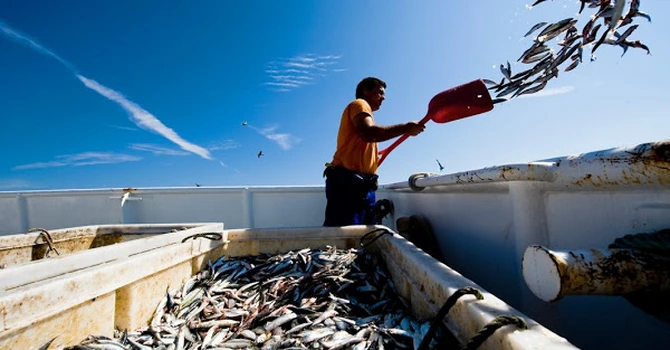 Record pentru producţia globală în domeniul pescuitului şi acvaculturii – FAO