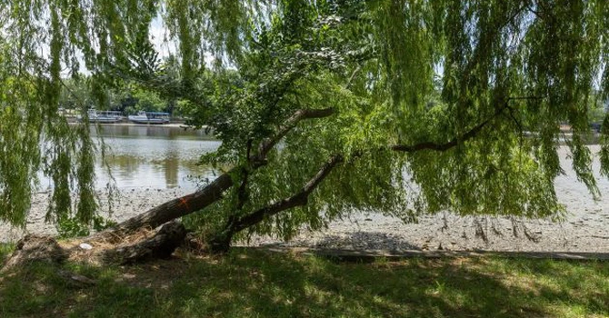 Primăria Municipiului București anunță că va tăia 103 arbori de pe malul Lacului Herăstrău