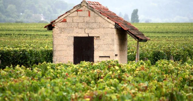 Seceta intensă din Franța afectează pespectivele producției de vin