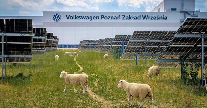 (FOTO) Model de agrivoltaică în Polonia. 100 de oi înlocuiesc mașinile de tuns iarba la parcul fotovoltaic aflat în incinta fabricii Volkswagen din Poznań