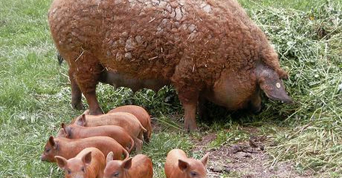 Ministerul Agriculturii a pregătit schema pentru ajutorul de minimis destinat crescătorilor de porci din rasele Bazna și Mangalița