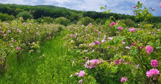 AFIR pregătește acordarea de fonduri nerambursabile de până la 100.000 de euro pentru investiții în floricultură, plante medicinale şi aromatice