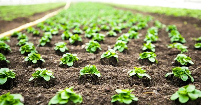 DN Agrar, cel mai mare producător de lapte din Europa, cumpără o seră de salată și busuioc din județul Arad