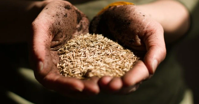 Amenzi uriașe de la Consiliul Concurenței: 21 de companii din agricultură, sancționate cu peste 83 de milioane de lei pentru înțelegeri la prețul semințelor