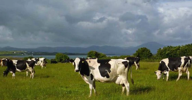 Irlanda, țara cu mai multe bovine decât locuitori, a exportat acum doi ani carne de vită în valoare de 3,1 miliarde de euro